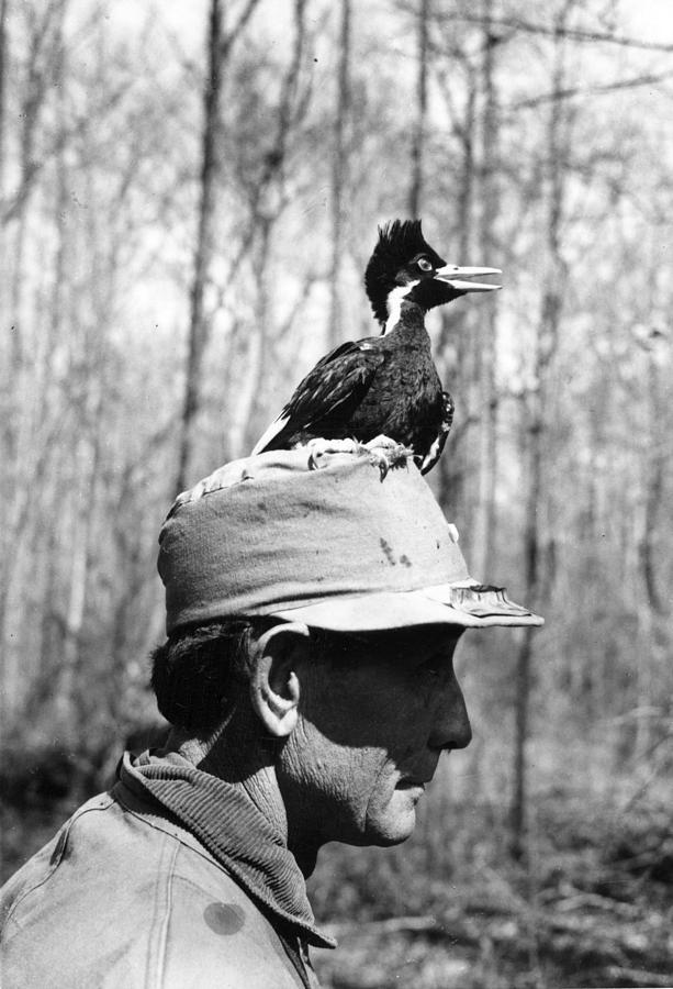 Ivory-billed Woodpecker Nestling Photograph by James T. Tanner