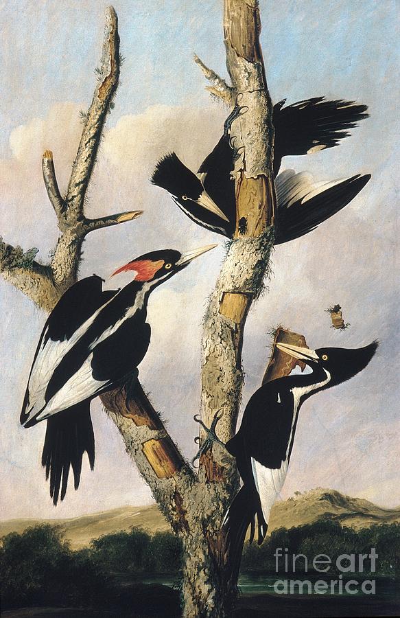 Ivory-billed Woodpeckers Drawing by Celestial Images