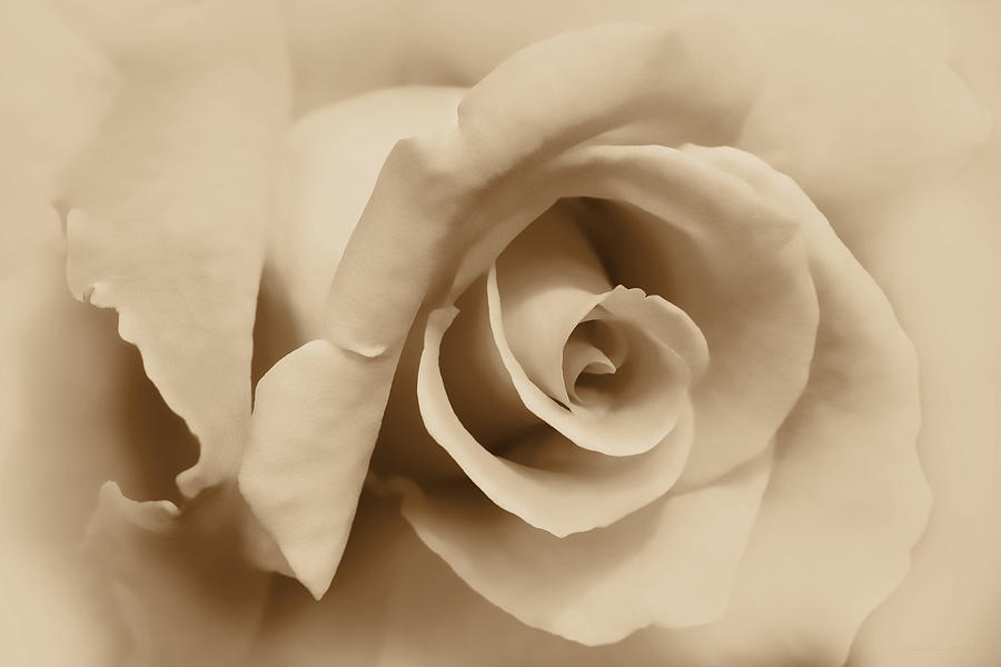 Ivory Brown Rose Flower Photograph by Jennie Marie Schell