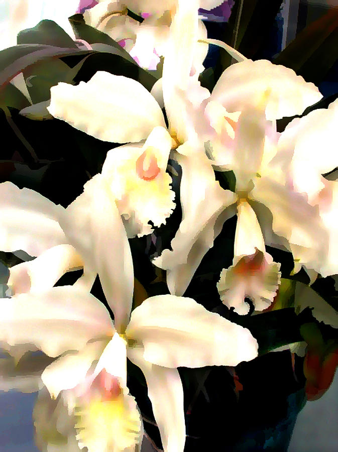 Orchid Painting - Ivory Cattleya Orchids by Elaine Plesser