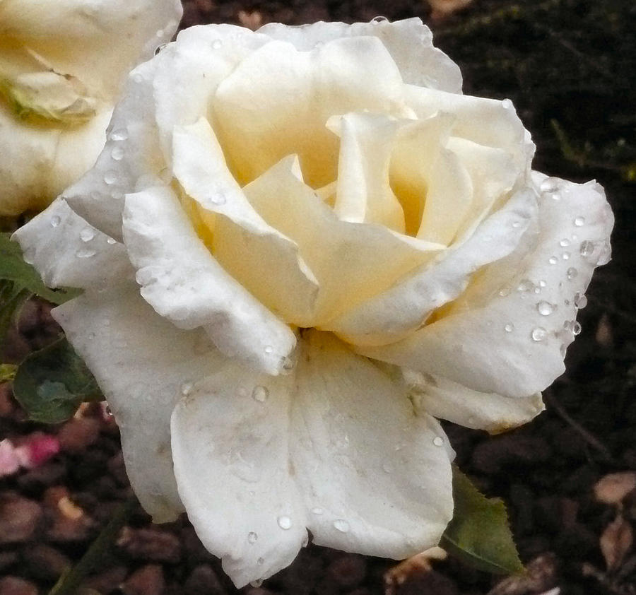 Rose Photograph - Ivory Cream Rose by Jaynie Jones