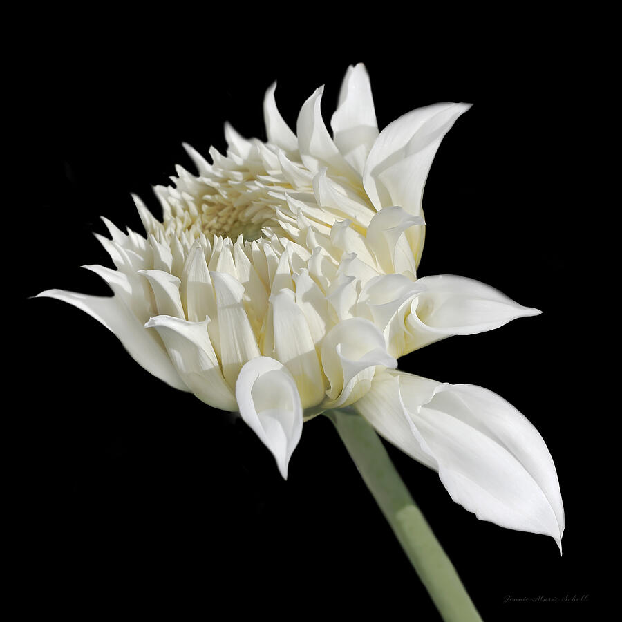 Summer Photograph - Ivory Dahlia Flower in the Beginning by Jennie Marie Schell