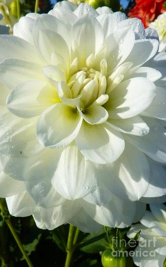 Flowers Still Life Photograph - Ivory Dahlia  by Susan Garren