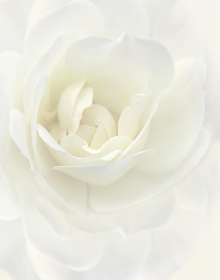 Rose Photograph - Ivory Dream Rose Flower by Jennie Marie Schell