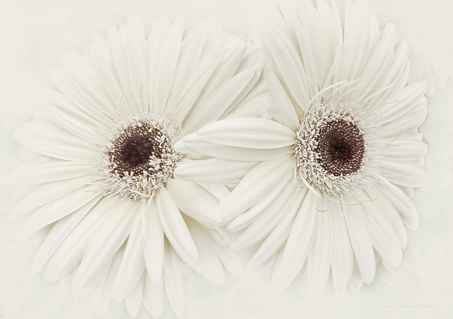 Ivory Gerber Daisy Flowers Photograph by Jennie Marie Schell