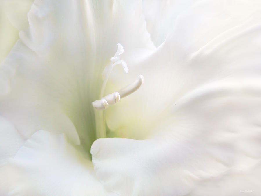 Summer Photograph - Ivory Gladiola Flower by Jennie Marie Schell