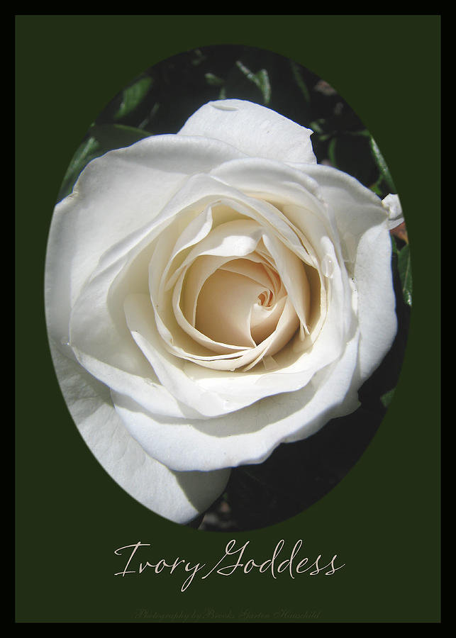 Ivory Goddess - White Roses from My Garden - Rose Art Photograph by Brooks Garten Hauschild