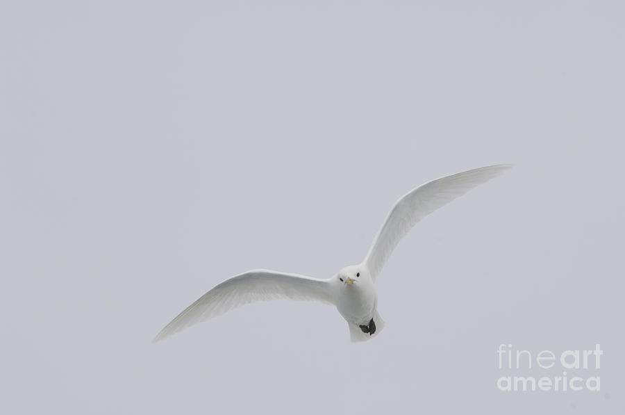 Ivory Gull In Flight Photograph by John Shaw