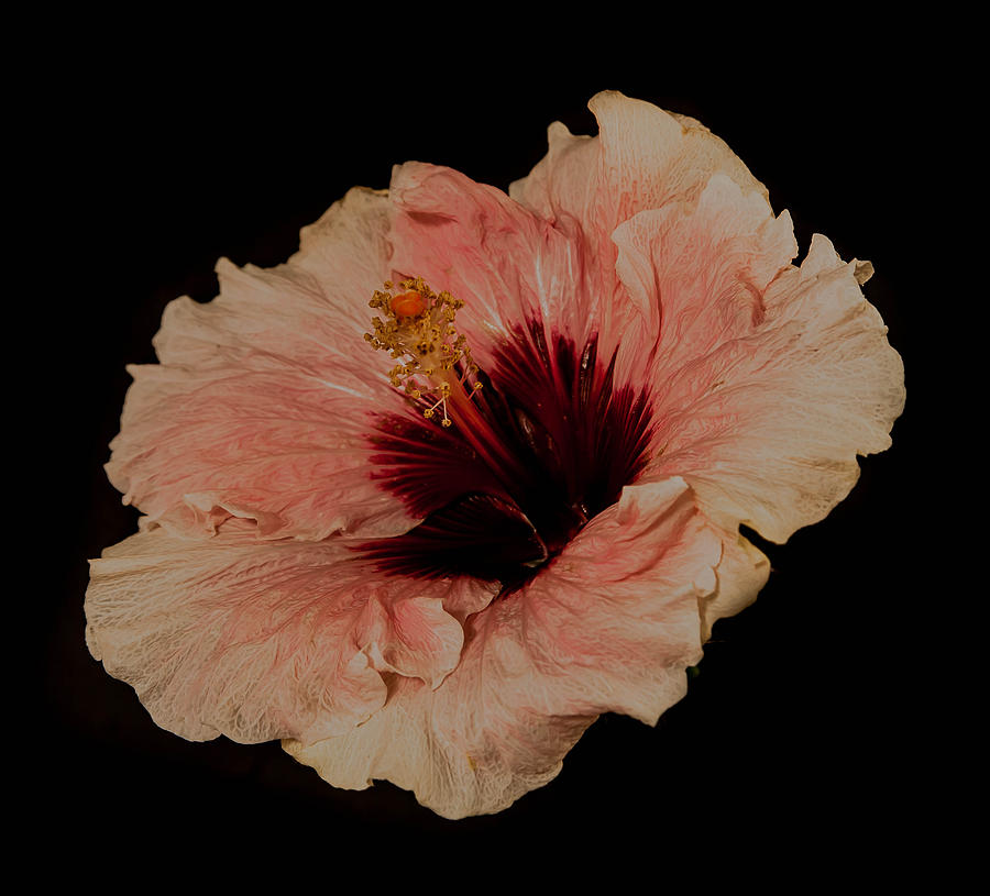 Ivory Hibiscus Photograph by Craig Watanabe
