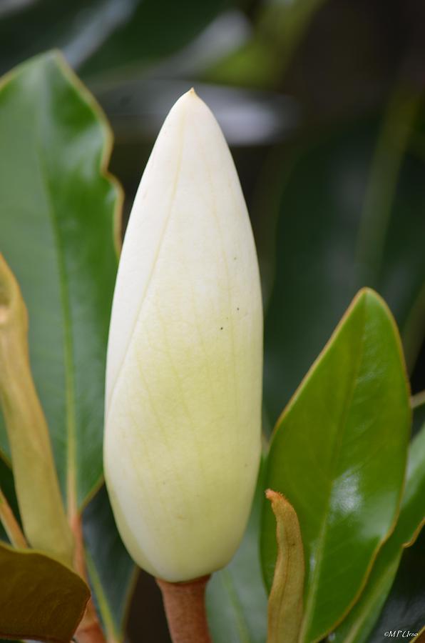 Ivory - Magnolia Bud Photograph by Maria Urso
