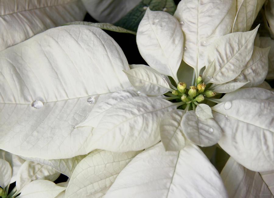 Christmas Photograph - Ivory Poinsettia Christmas Flower by Jennie Marie Schell