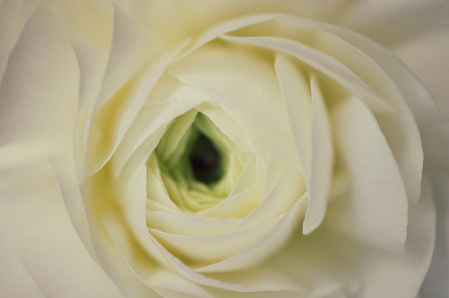 Ivory Ranunculus Photograph by Tracy Lamus - Pixels