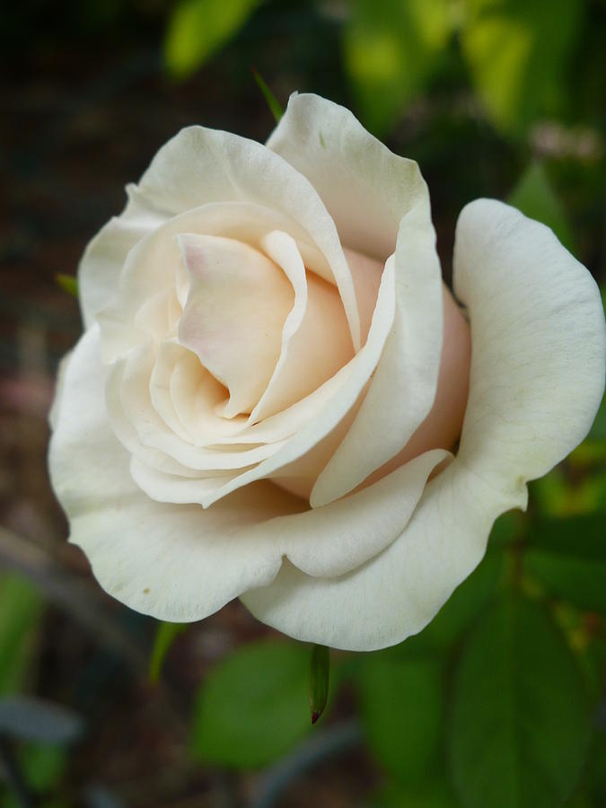 Ivory Rose Photograph by Nicki Bennett - Pixels