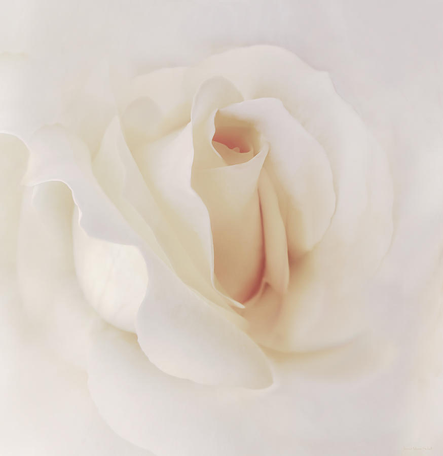 Ivory Rose Splendor Flower Photograph by Jennie Marie Schell