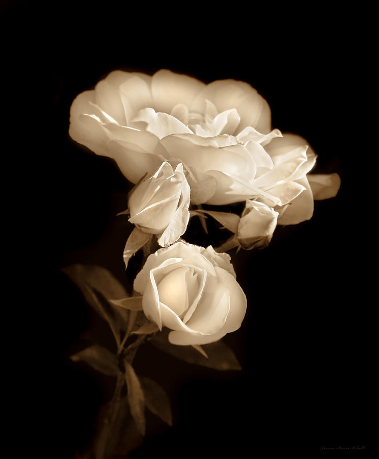 Ivory Roses in the Moonlight Sepia Photograph by Jennie Marie Schell