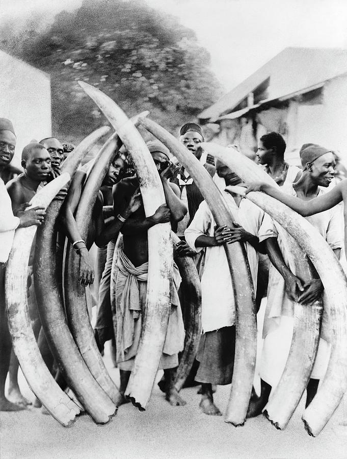 Ivory Trade In Africa Photograph By Library Of Congress Fine Art America   Ivory Trade In Africa Library Of Congress 