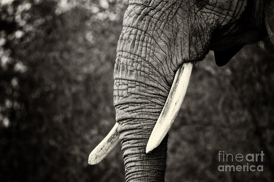 Ivory Tusks Photograph by Elaine Manley