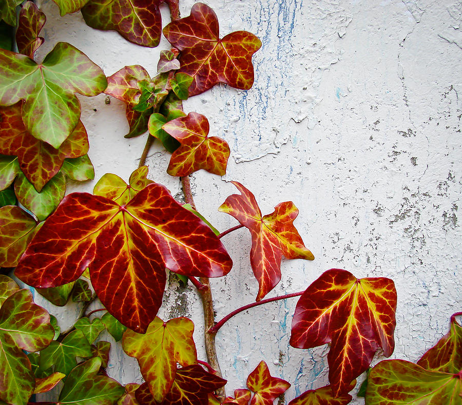 Ivy Against a White Wall Photograph by Ronda Broatch