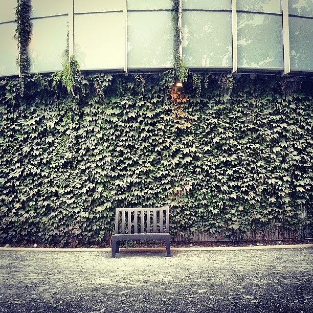 Ivy Photograph - Ivy And A Bench For One by Jill Tuinier