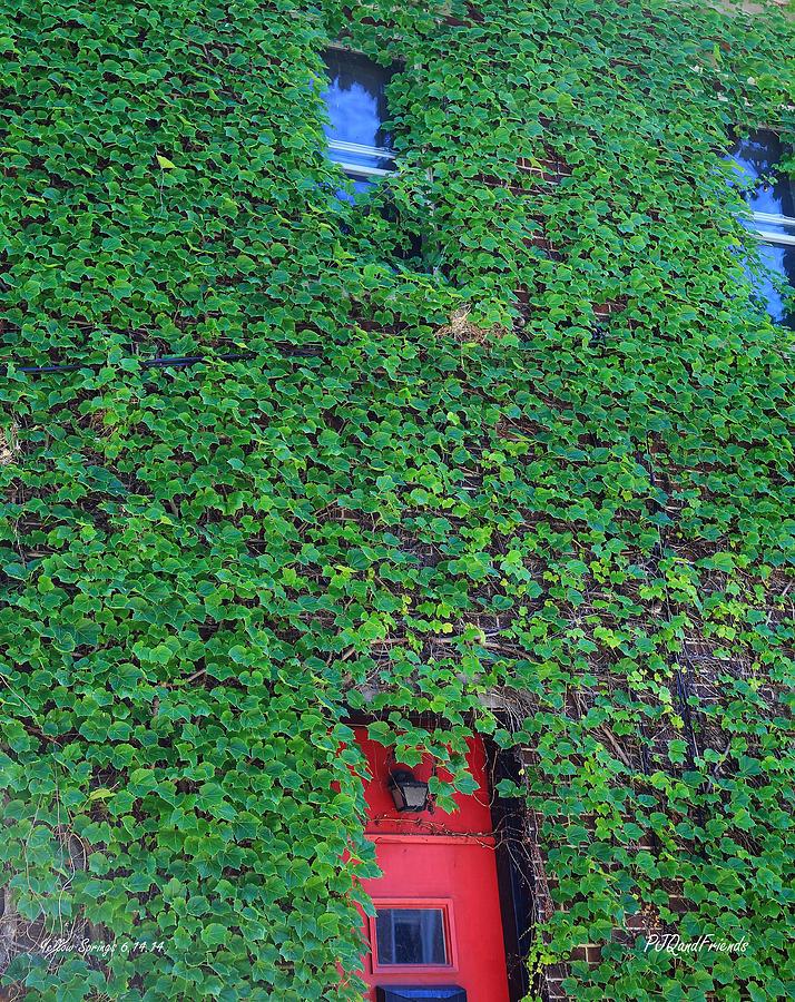 Ivy and Red Door Photograph by PJQandFriends Photography