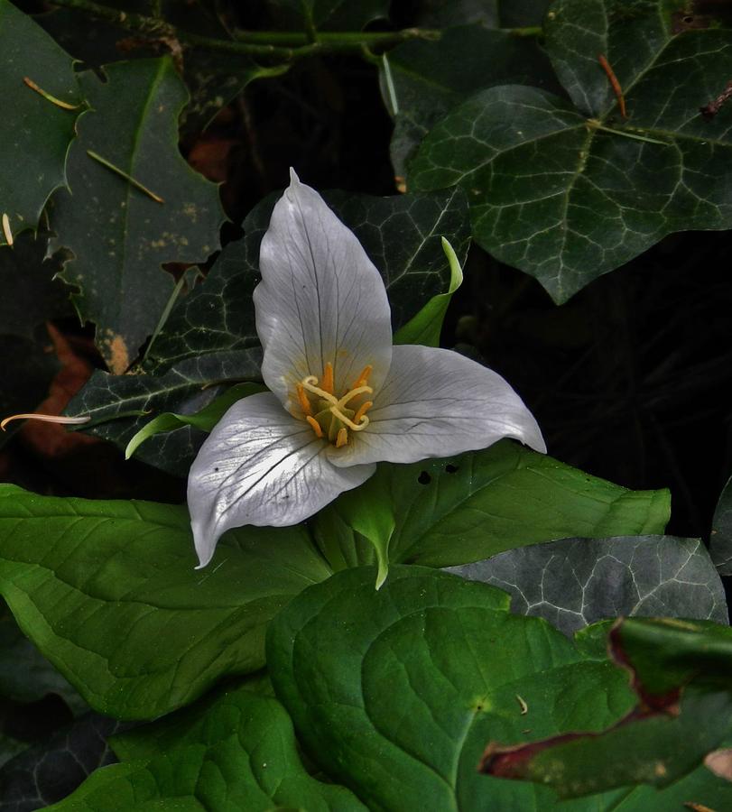 Ivy and Trillium Photograph by Charles Lucas
