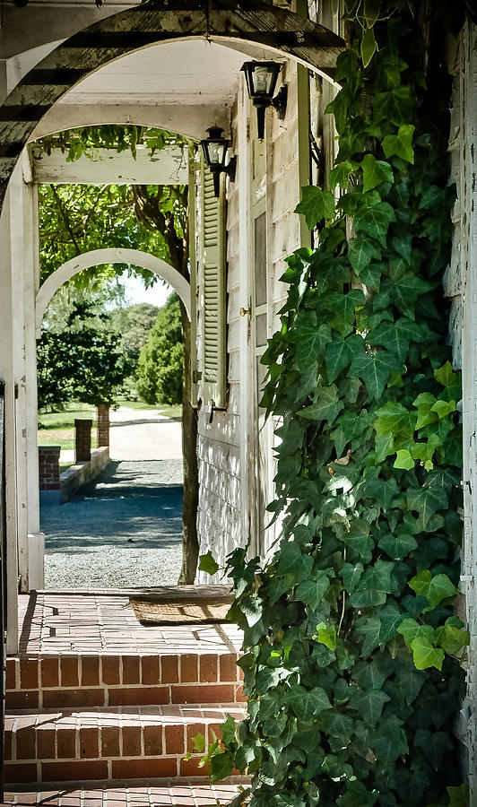 Ivy Arch Photograph by Path Joy Snyder - Fine Art America