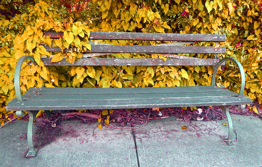Ivy Bench Gold Photograph by Laurie Tsemak