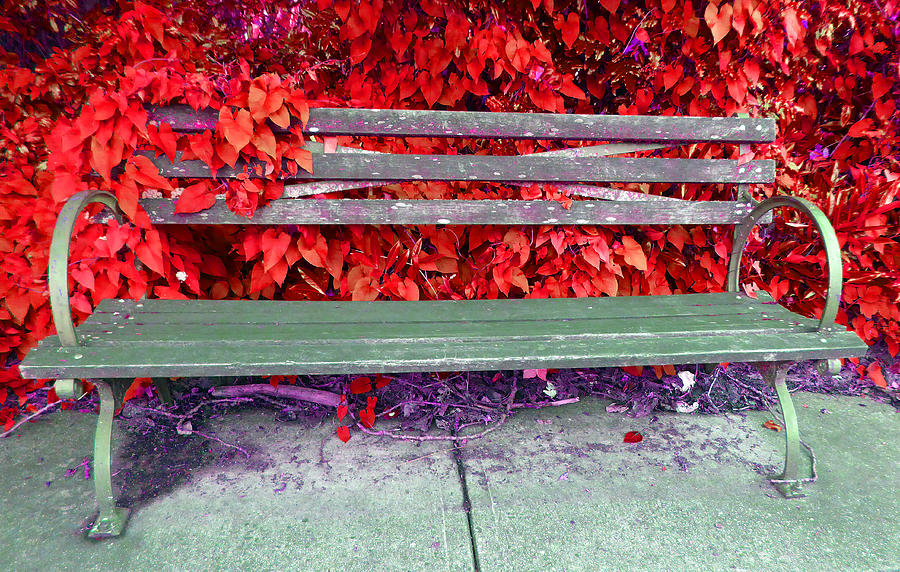 Ivy Bench Red Photograph by Laurie Tsemak