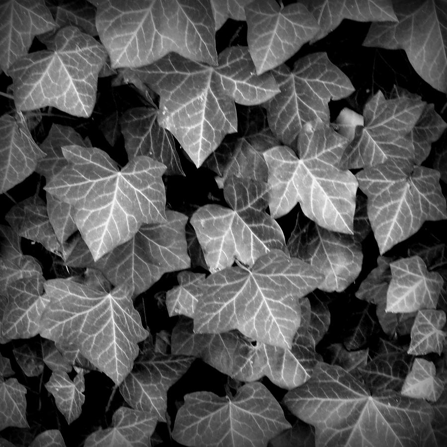 Ivy - Black And White Photograph by Joseph Skompski