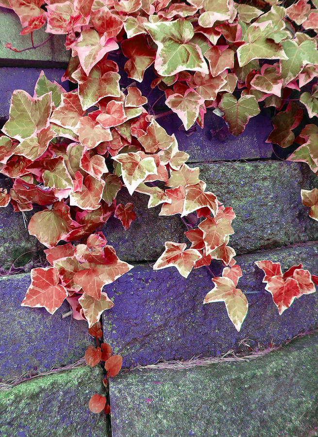 Ivy Brick Wall Designer Photograph by Laurie Tsemak