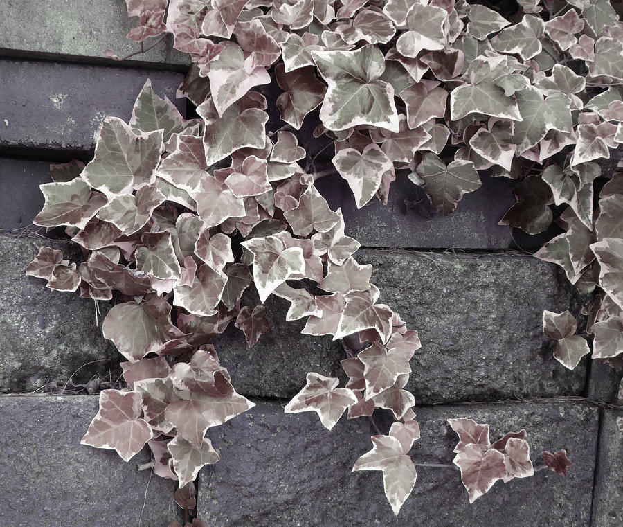 Ivy Brick Wall Grey Photograph by Laurie Tsemak