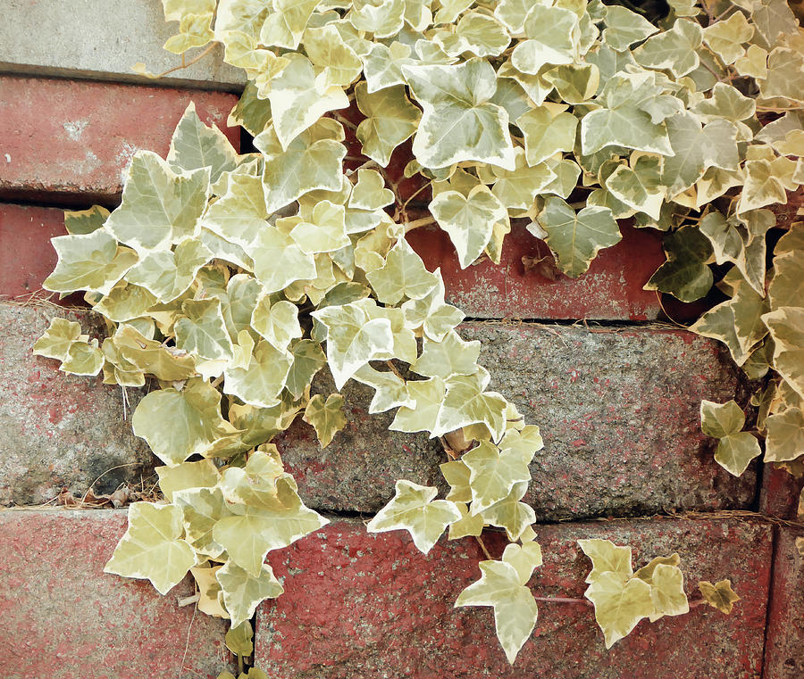 Ivy Brick Wall Muted Photograph by Laurie Tsemak