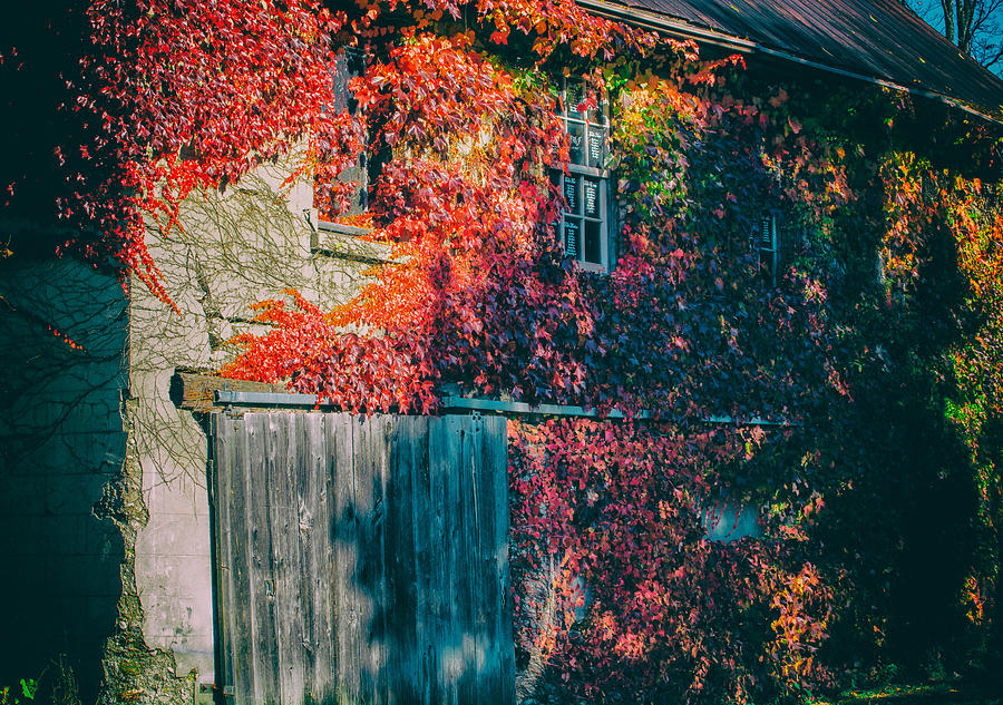 Ivy Covered Barn Photograph by James Canning