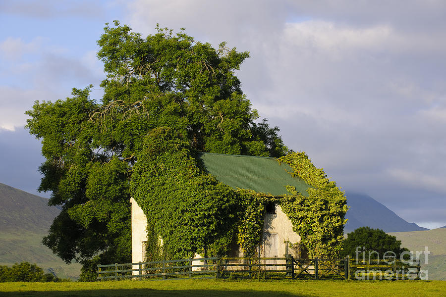 Ivy-covered Farm Photograph by John Shaw