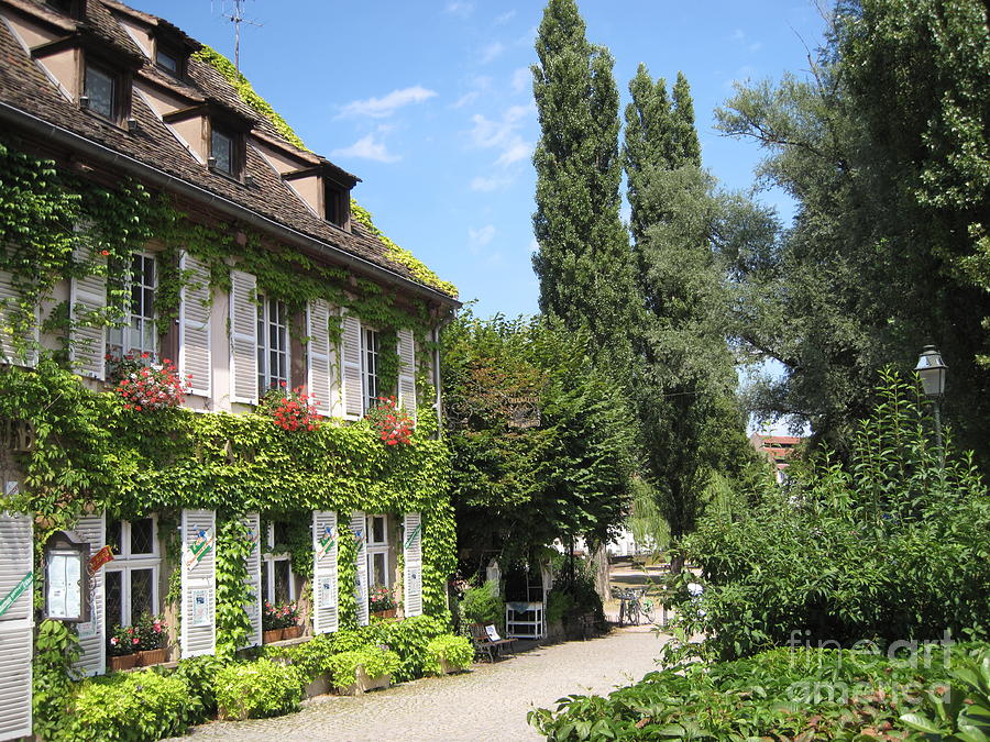 Ivy covered house in Strasbourg France Photograph by Amanda Mohler