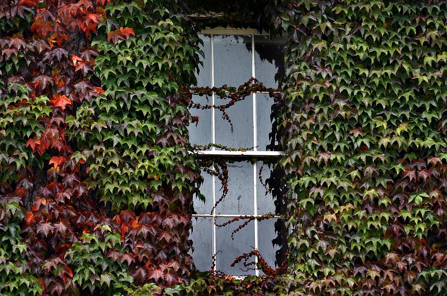 Ivy Covered Window Photograph by Henry Kowalski