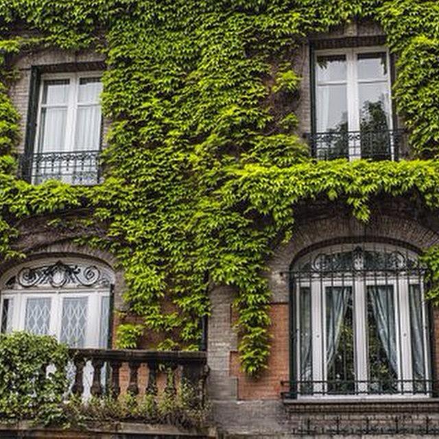 Paris Photograph - Ivy Covered Windows In Paris by Georgia Clare
