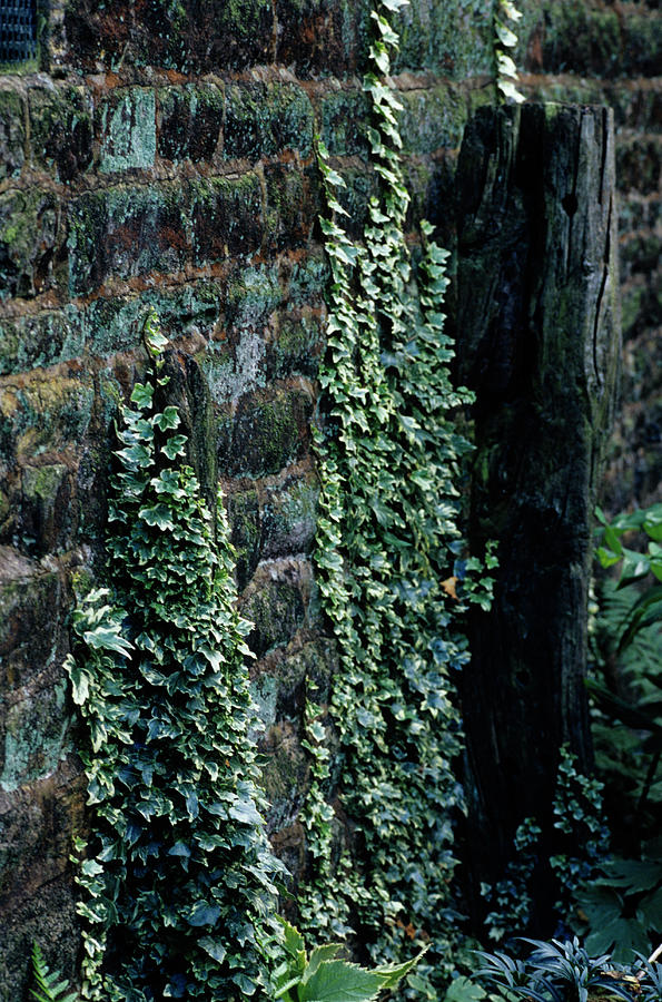 Nature Photograph - Ivy Growing Up A Wall by Duncan Smith/science Photo Library