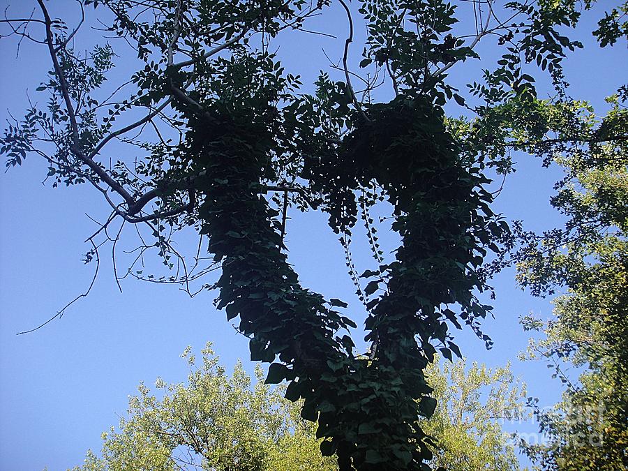 Ivy heart Photograph by Karin Ravasio