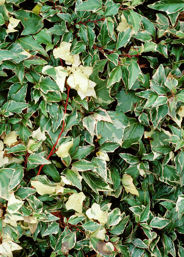 Nature Photograph - Ivy (hedera little Diamond) by Geoff Kidd/science Photo Library