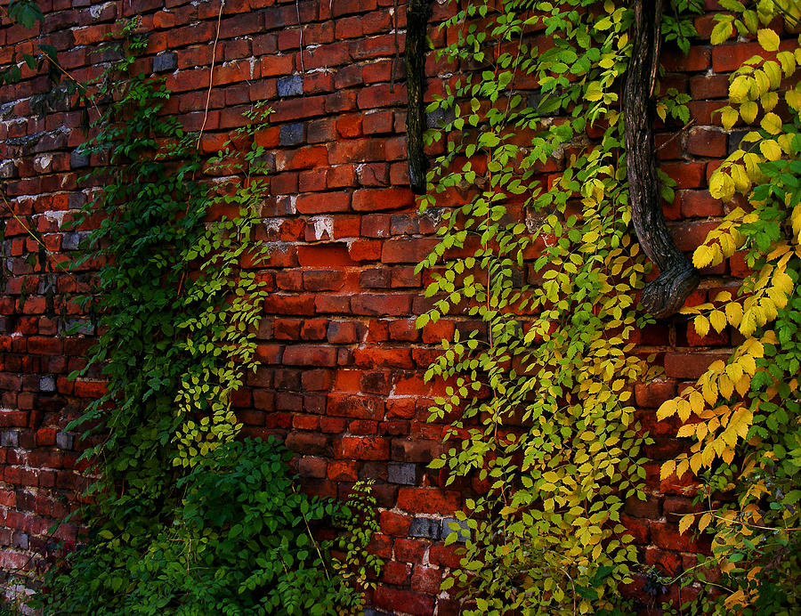 Ivy Plant Photograph - Ivy in autumn colours by Eremia Catalin