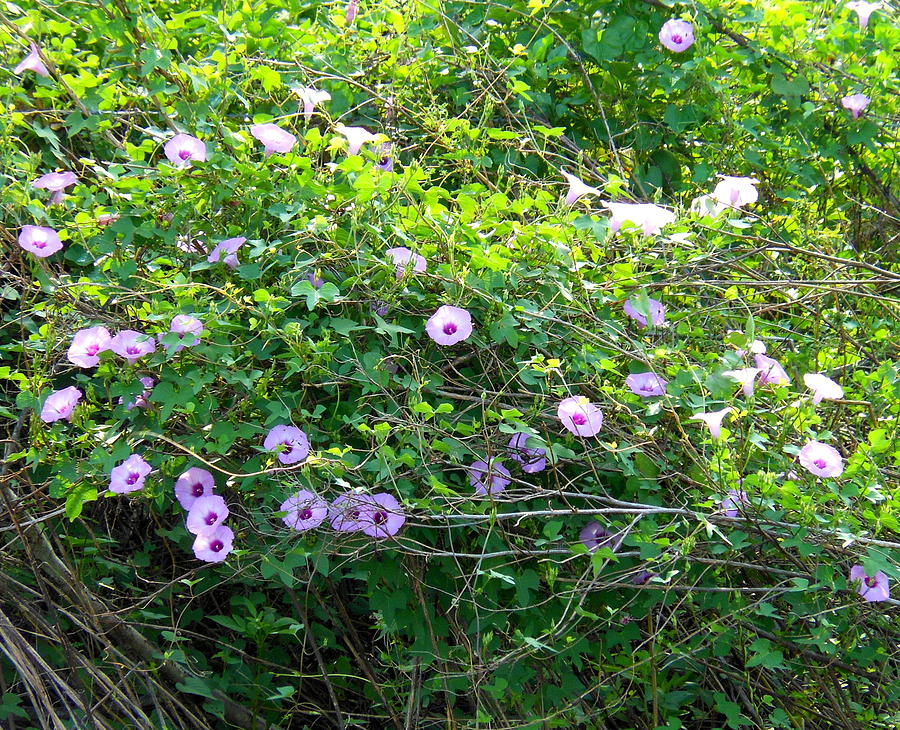 Ivy Leaf Morning Glory Photograph by Kay Gilley