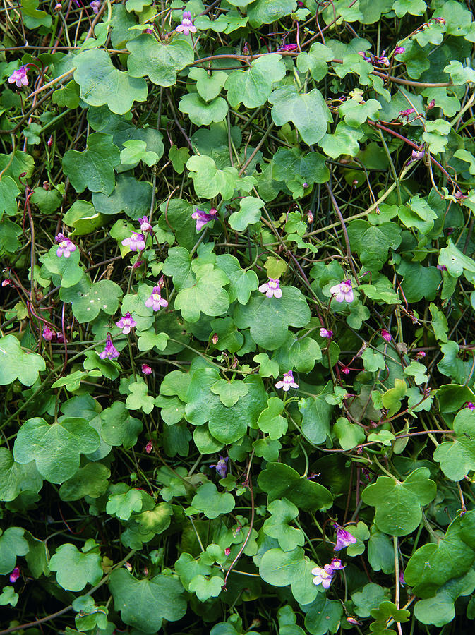 Ivy-leaved Toadflax Photograph by Geoff Kidd/science Photo Library ...