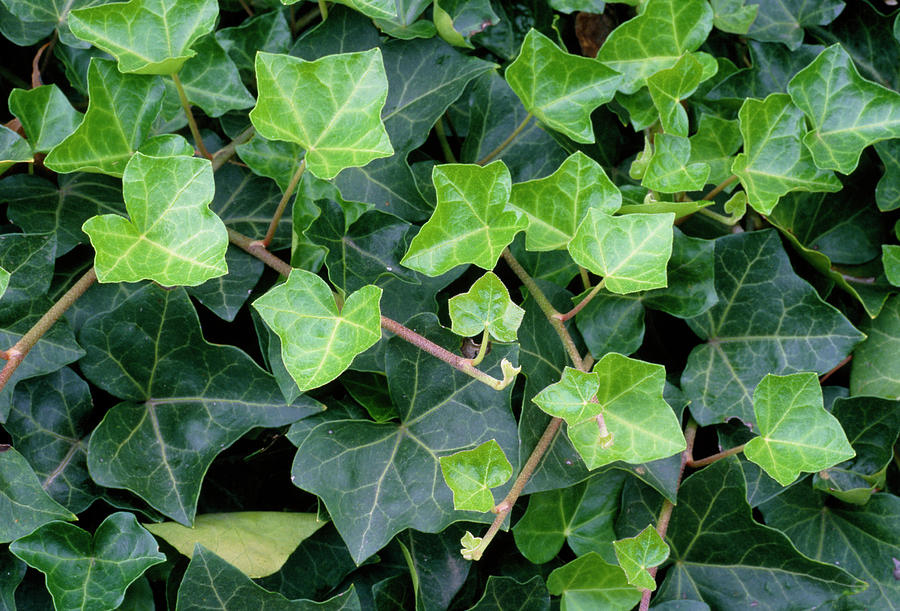 Nature Photograph - Ivy Leaves by Anthony Cooper/science Photo Library