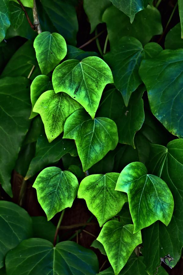 Nature Photograph - Ivy Leaves by Elery Oxford