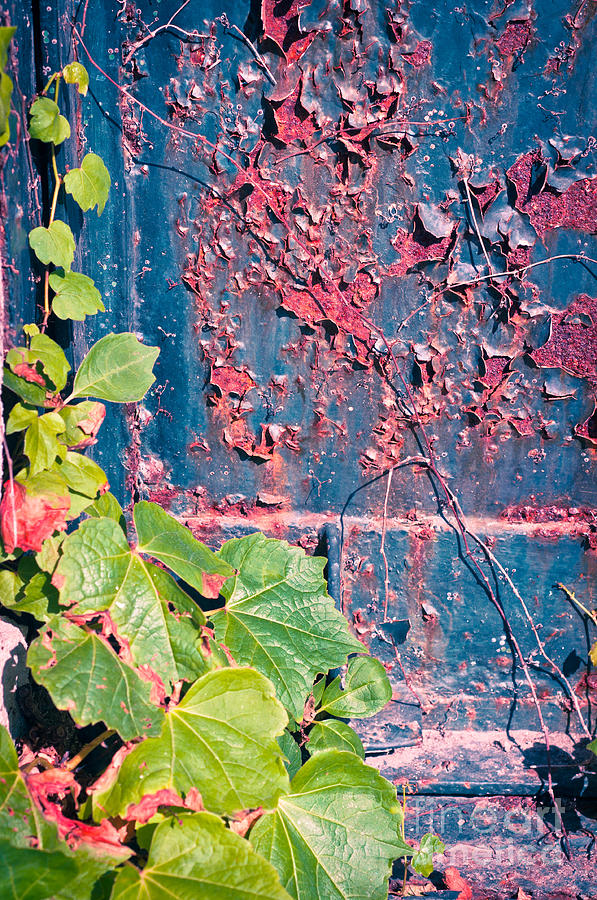 Ivy leaves with rotten door Photograph by Silvia Ganora