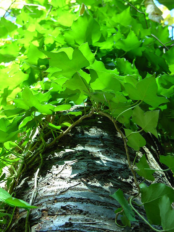 Ivy Photograph - Ivy by Lucy Howard Ivy Photograph - Ivy by Lucy Howard