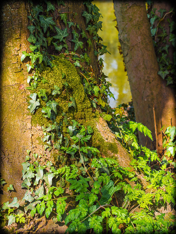 Ivy on a Tree Photograph by Mark Llewellyn