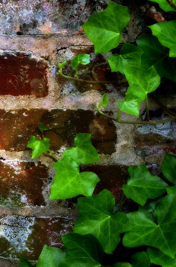 Ivy on Bricks Photograph by Steve Hurt