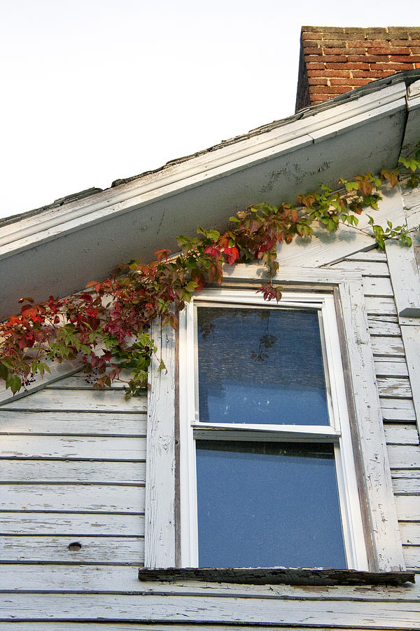 Fall Photograph - Ivy on Old School House by Sarah Yost